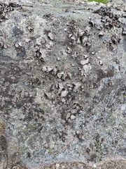 Umbilicaria spodochroa