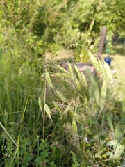 Bromus grossus