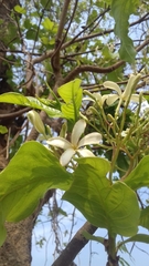 Holarrhena pubescens