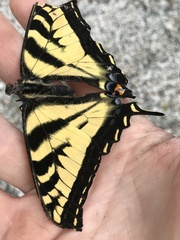 Papilio rutulus