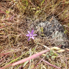 Brodiaea rosea rosea