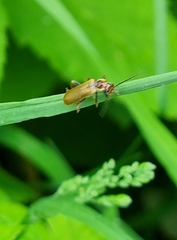 Cantharis figurata