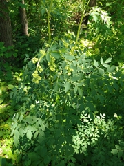 Thalictrum dasycarpum