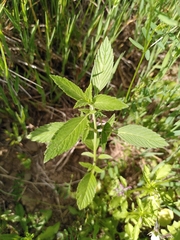Galeopsis segetum