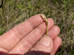 Carex xerantica