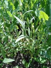 Persicaria lapathifolia lanata