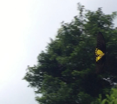 Troides helena cerberus