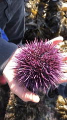 Strongylocentrotidae