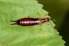 Forficula scudderii