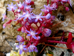 Sedum caeruleum