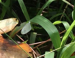 Leptosia nina malayana