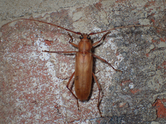 Knulliana cincta spinifera