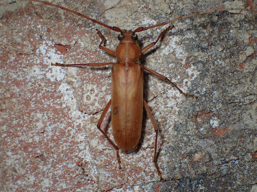 Banded Hickory Borer photo 3