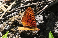 Boloria epithore