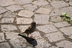 Passer domesticus