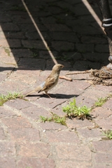 Passer domesticus