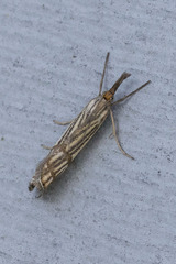 Chrysocrambus