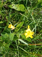 Oenothera pilosella