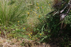 Scolymus grandiflorus