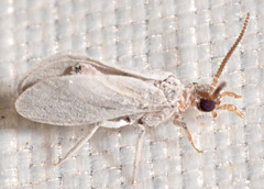 Semidalis