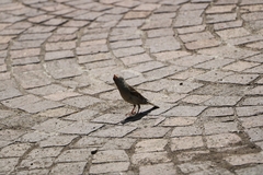 Passer domesticus