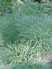 Peucedanum officinale