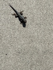 Sceloporus occidentalis