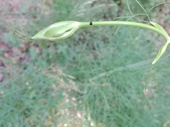 Peucedanum officinale