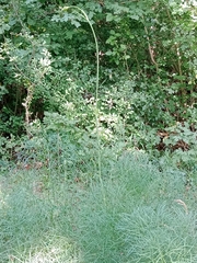 Peucedanum officinale