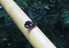 Hypolimnas bolina