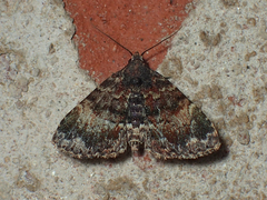 Metalectra richardsi