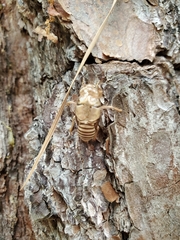 Neocicada hieroglyphica