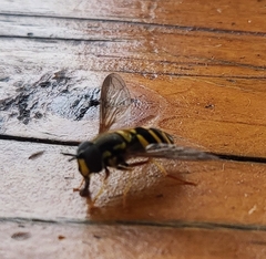 Chrysotoxum intermedium