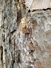 Neocicada hieroglyphica