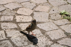 Passer domesticus