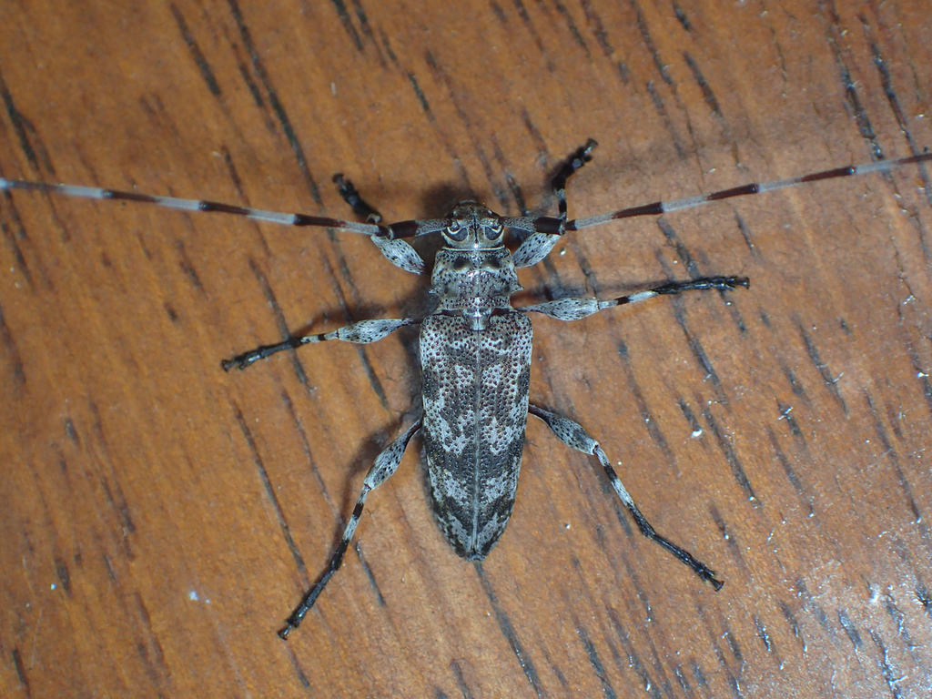Roundheaded Borer