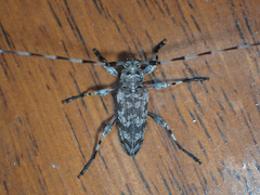Acanthocinus obsoletus