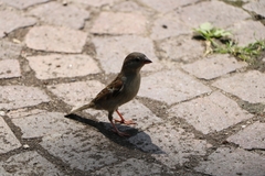 Passer domesticus