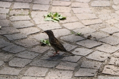 Passer domesticus