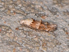 Mompha murtfeldtella