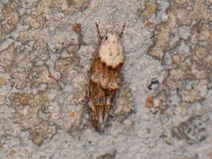 Mompha murtfeldtella