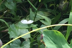 Leptosia nina malayana