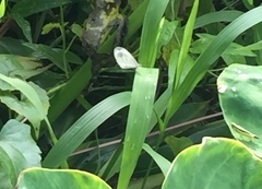 Leptosia nina malayana