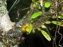 Bulbophyllum analamazoatrae image