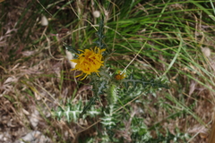 Scolymus grandiflorus