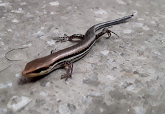 Brasiliscincus heathi