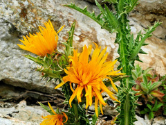 Scolymus grandiflorus