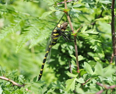 Cordulegaster bidentata