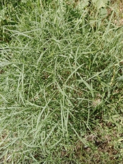 Peucedanum officinale