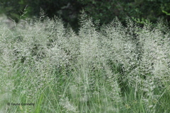 Eragrostis chloromelas